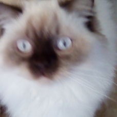 Image pour l'annonce pour saillie femelle british longhair nn loof