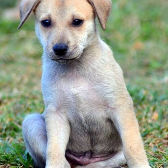 Image pour l'annonce Kanel, chiot mâle croisé créole à adopter