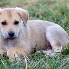 Image pour l'annonce Kanel, chiot mâle croisé créole à adopter