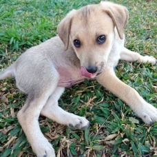 Image pour l'annonce Kanel, chiot mâle croisé créole à adopter