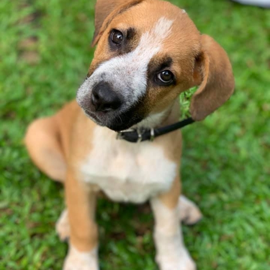 Image pour l'annonce Chouquette, chiot femelle croisée créole à adopter