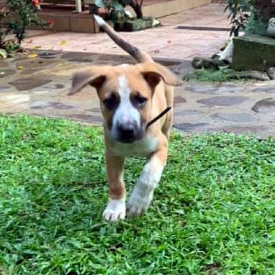 Image pour l'annonce Chouquette, chiot femelle croisée créole à adopter