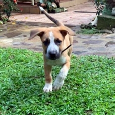 Image pour l'annonce Chouquette, chiot femelle croisée créole à adopter