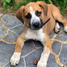 Image pour l'annonce Chouquette, chiot femelle croisée créole à adopter