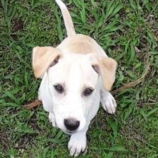 Image pour l'annonce Yuki, chiot mâle croisé créole à adopter