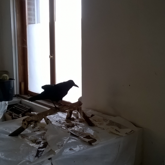 Image pour l'annonce Donne Corbeau