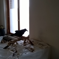 Image pour l'annonce Donne Corbeau