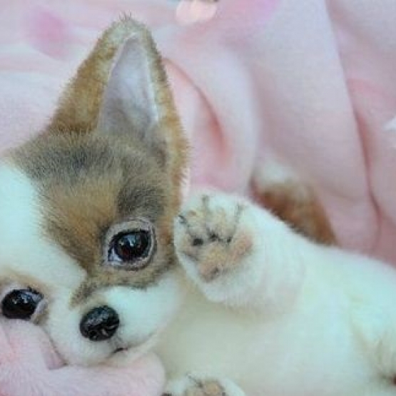 Image pour l'annonce donne chiots chihuahua