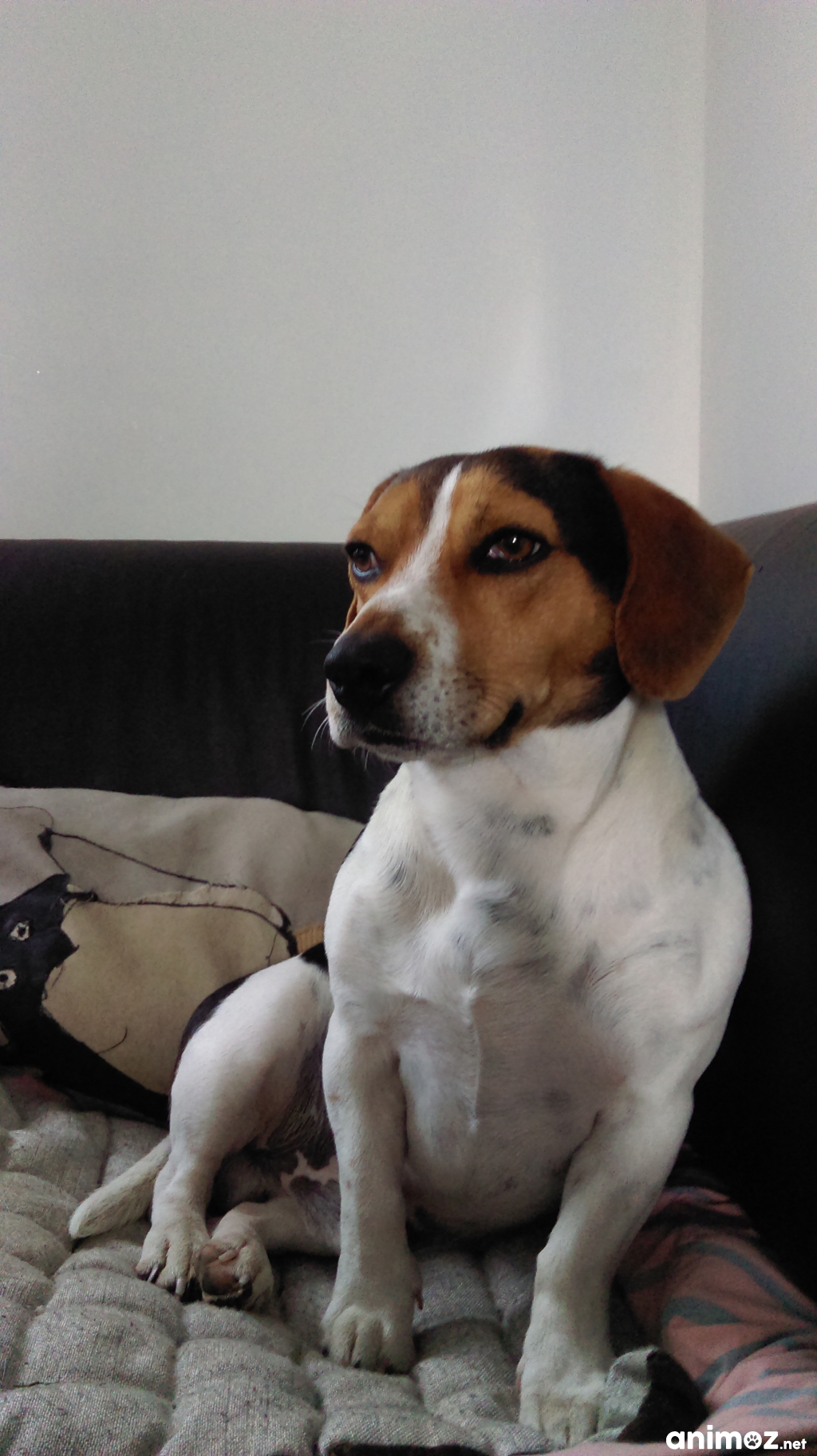 Jack russel croisé teckel a donner Nord (59) GRATUIT sur