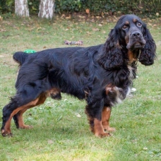 Image pour l'annonce Cocker spaniel anglais loff / 3 ans / dpt 59