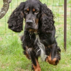 Image pour l'annonce Cocker spaniel anglais loff / 3 ans / dpt 59