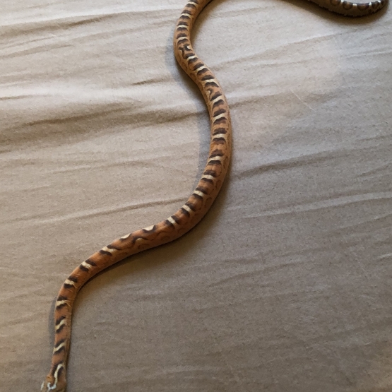 Image pour l'annonce Pantherophis Guttatus Scaleless (femelle 2017)