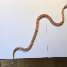 Image pour l'annonce Pantherophis Guttatus Scaleless (femelle 2017)