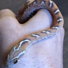 Image pour l'annonce Pantherophis Guttatus Scaleless (femelle 2017)
