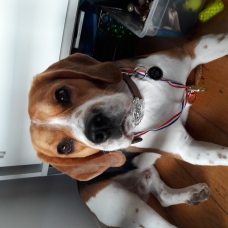 Image pour l'annonce Saillie beagle