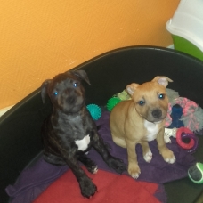 Image pour l'annonce chiots staffies LOF