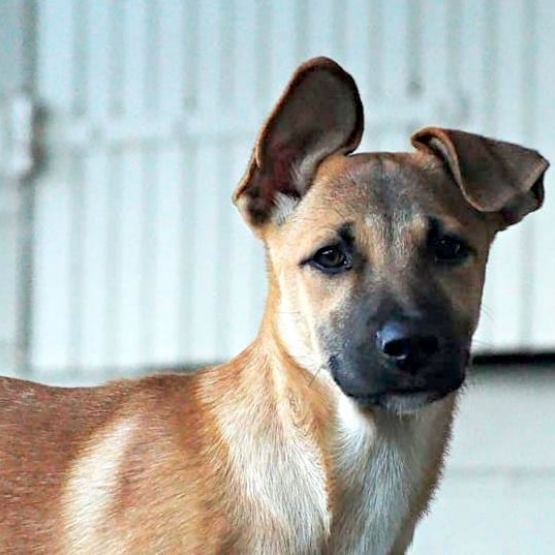 Image pour l'annonce Pumba, chiot mâle croisé à adopter