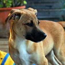 Image pour l'annonce Pumba, chiot mâle croisé à adopter