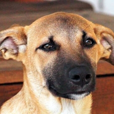 Image pour l'annonce Pumba, chiot mâle croisé à adopter