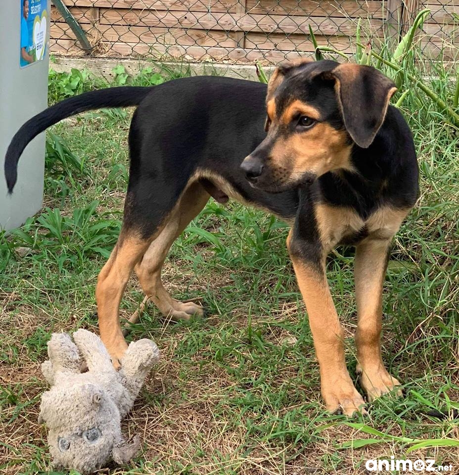 Maxwell, jeune chien mâle croisé Créole à adopter Maineet
