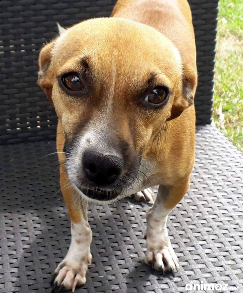 Heol, petit chien mâle adulte croisé pinscher à adopter Côte-d'or (21