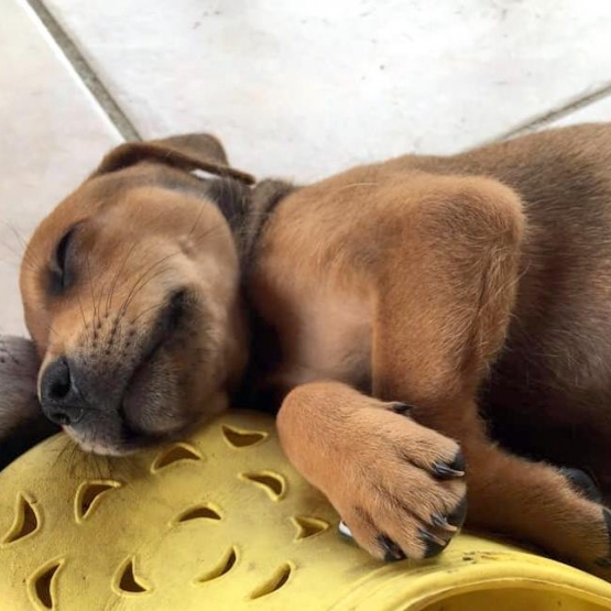 Image pour l'annonce Twiggy, chiot femelle croisée créole à adopter