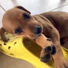 Image pour l'annonce Twiggy, chiot femelle croisée créole à adopter