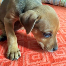 Image pour l'annonce Twiggy, chiot femelle croisée créole à adopter
