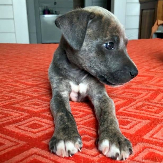 Image pour l'annonce Pearl, chiot femelle croisée créole à adopter