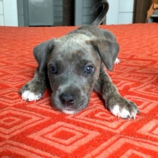 Image pour l'annonce Pearl, chiot femelle croisée créole à adopter