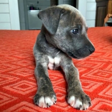 Image pour l'annonce Pearl, chiot femelle croisée créole à adopter