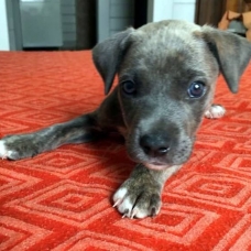 Image pour l'annonce Pearl, chiot femelle croisée créole à adopter