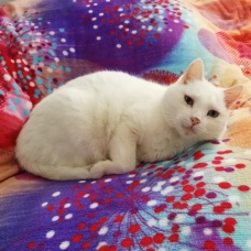 Image pour l'annonce DONNE MON CHAT