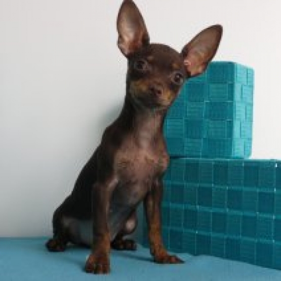 Image pour l'annonce Pincher de Prague chiots à vendre