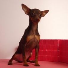 Image pour l'annonce Pincher de Prague chiots à vendre