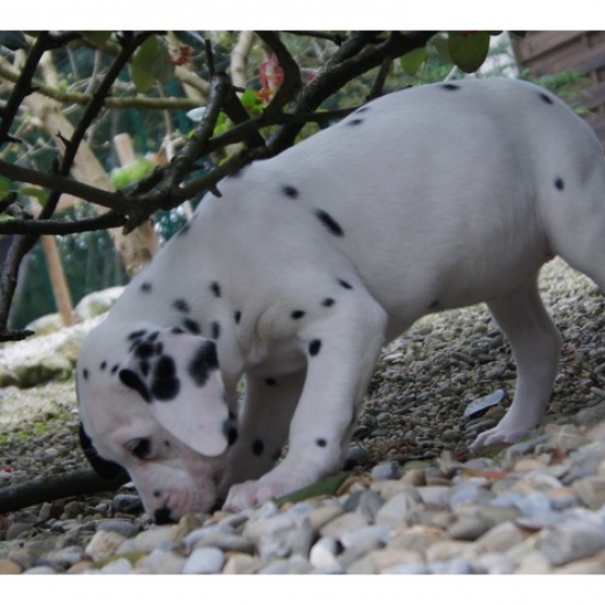 Image pour l'annonce Chiots Dalmatien a réserver