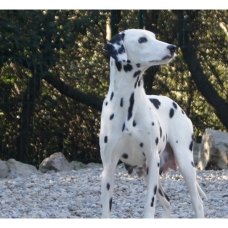 Image pour l'annonce Chiots Dalmatien a réserver