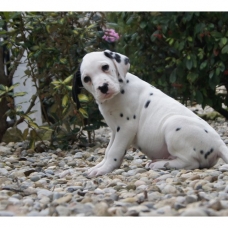 Image pour l'annonce Chiots Dalmatien a réserver