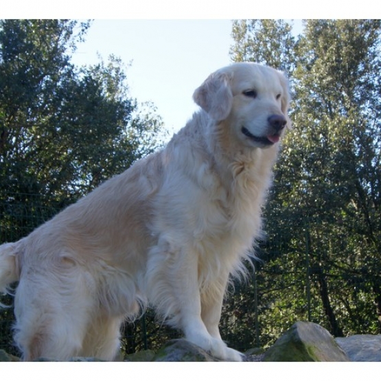 Image pour l'annonce Chiots Golden Retriever à réserver