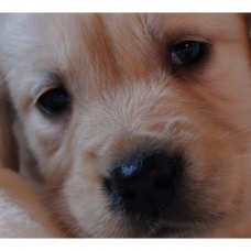 Image pour l'annonce Chiots Golden Retriever à réserver