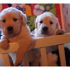 Image pour l'annonce Chiots Golden Retriever à réserver