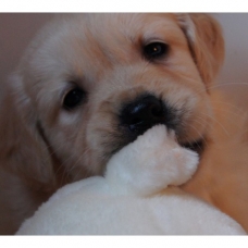 Image pour l'annonce Chiots Golden Retriever à réserver