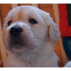 Image pour l'annonce Chiots Golden Retriever à réserver