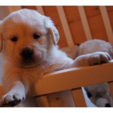 Image pour l'annonce Chiots Golden Retriever à réserver