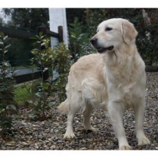 Image pour l'annonce Chiots Golden Retriever à réserver