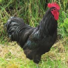 Image pour l'annonce Oeufs de poules Géantes de jersey fécondés à couver