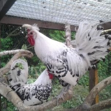 Image pour l'annonce Oeufs de poule Appenzelloises Fécondés à couver