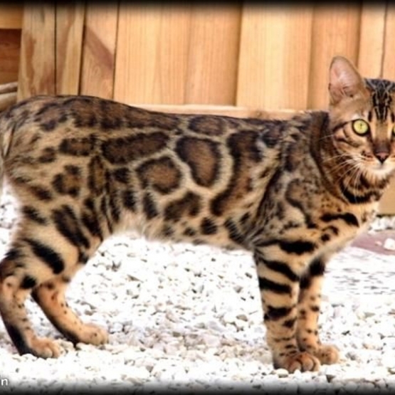 Image pour l'annonce 5 Bengal LOOF-Prestigieuses origines-qualité expo