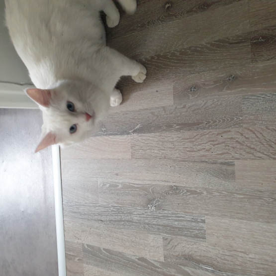 Image pour l'annonce Donne chaton pyrénéen