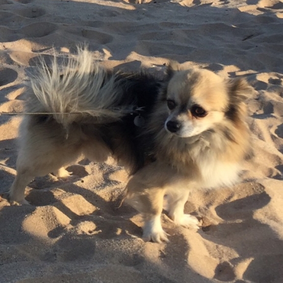 Image pour l'annonce Saillie chihuahua